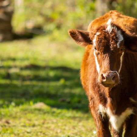 Recanto Da Serra Gaucha Nova Petropolis Gramado エクステリア 写真