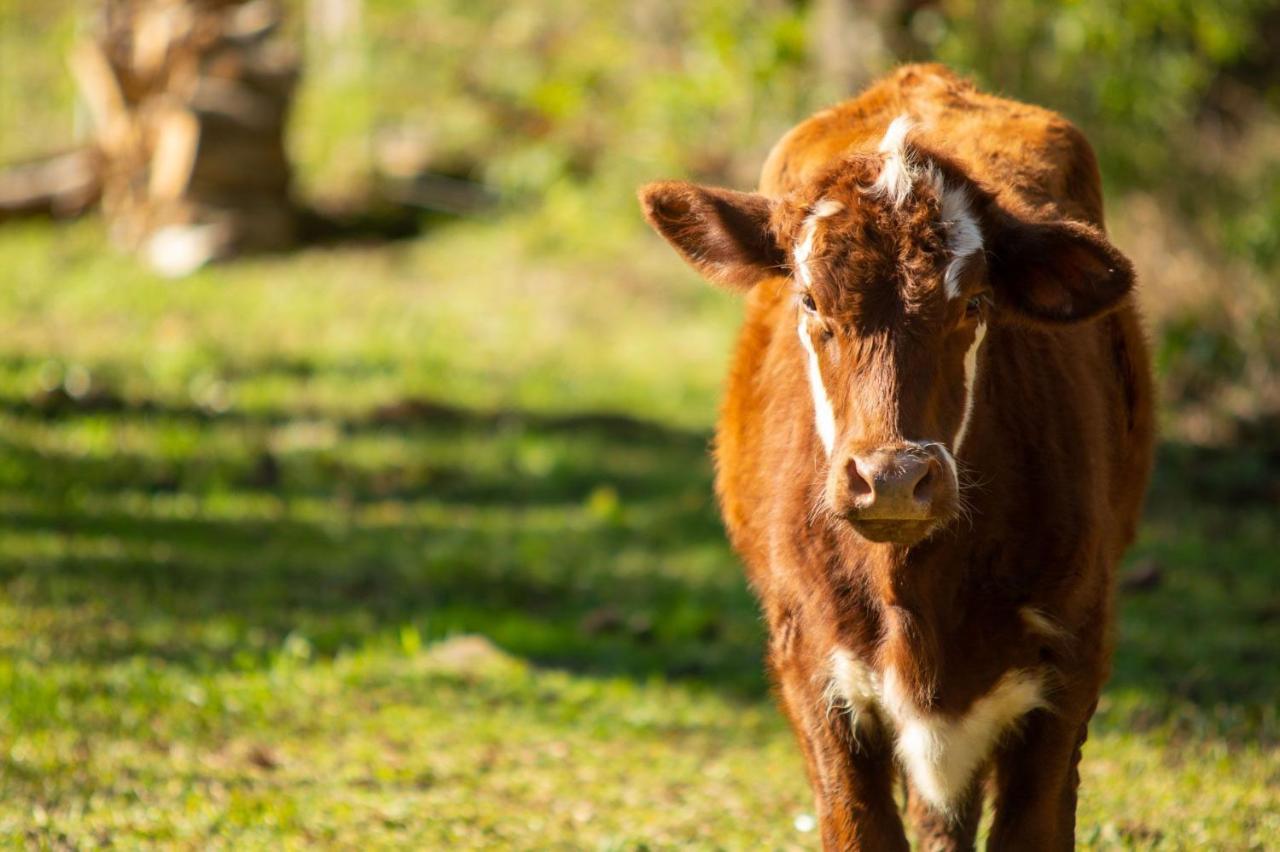Recanto Da Serra Gaucha Nova Petropolis Gramado エクステリア 写真